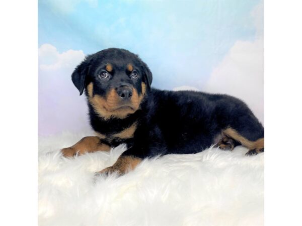 Rottweiler-DOG-Male-Black / Tan-2791-Petland Lancaster, Ohio