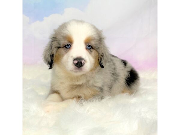 Miniature Australian Shepherd DOG Female Blue Merle with Tan Points 2790 Petland Lancaster, Ohio