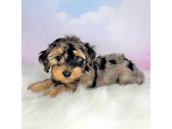 Yorkiepoo-DOG-Male-blue merle-2788-Petland Lancaster, Ohio