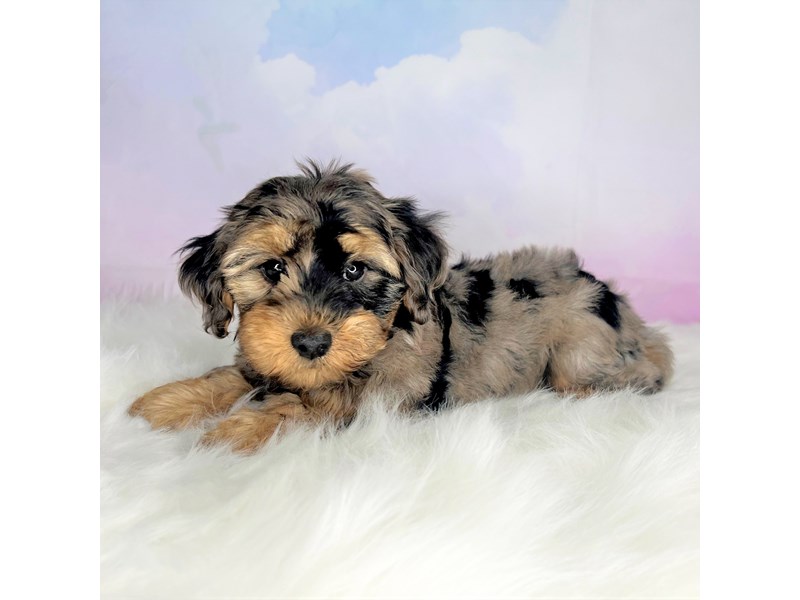 Yorkiepoo Puppy blue merle ID 2788 Located at Petland Lancaster
