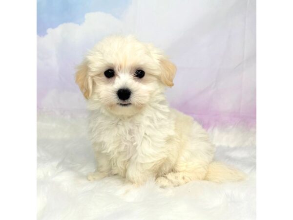 Havanese DOG Male White 2787 Petland Lancaster, Ohio