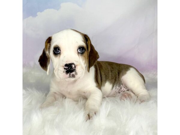 Beabull-DOG-Female-Fawn / White-2785-Petland Lancaster, Ohio