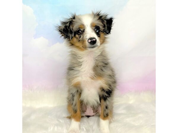 Miniature Australian Shepherd DOG Female Blue Merle 2783 Petland Lancaster, Ohio