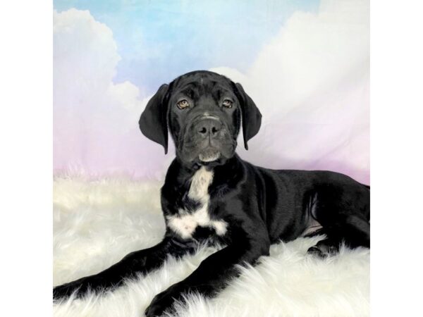 Cane Corso-DOG-Female-Black-2781-Petland Lancaster, Ohio