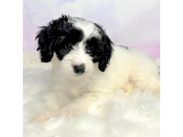 Mini Sheepadoodle DOG Female Black / White 2780 Petland Lancaster, Ohio