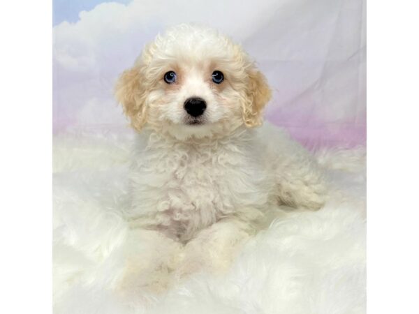 Forever Puppy DOG Female Red / White 2778 Petland Lancaster, Ohio