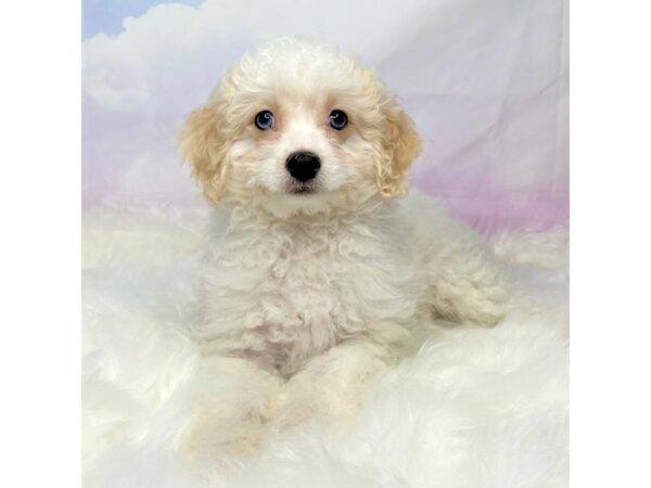 Forever Puppy-DOG-Female-Red / White-2778-Petland Lancaster, Ohio