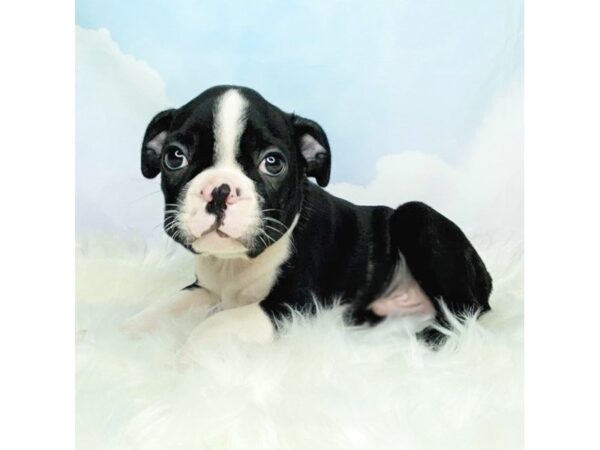 Boston Terrier DOG Male Black / White 2793 Petland Lancaster, Ohio