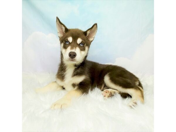 Siberian Husky DOG Female red and white 2797 Petland Lancaster, Ohio