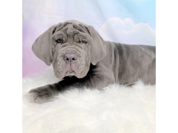 Neapolitan Mastiff-DOG-Male-Blue-2795-Petland Lancaster, Ohio