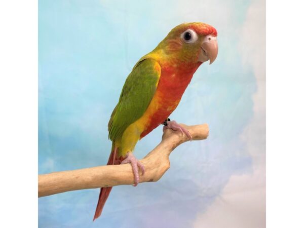 Pineapple Green Cheek Conure BIRD 2803 Petland Lancaster, Ohio