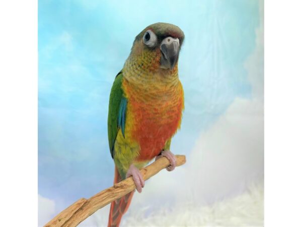 Yellow Sided Green Cheek Conure BIRD 2802 Petland Lancaster, Ohio