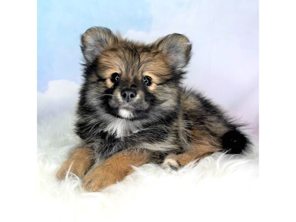 Pomeranian DOG Female Sable 2810 Petland Lancaster, Ohio