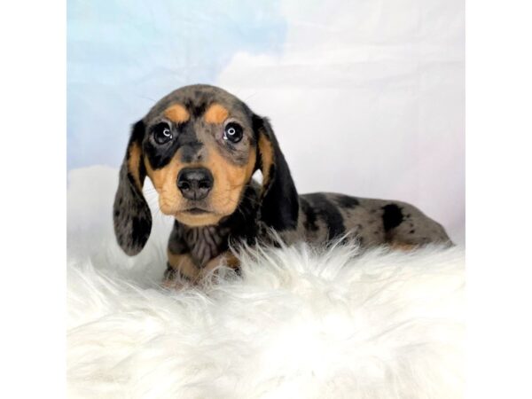 Dachshund DOG Female Blue Dapple 2809 Petland Lancaster, Ohio