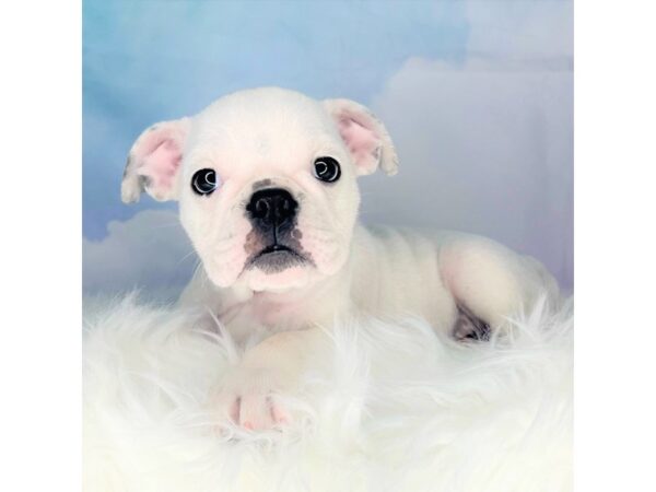 English Bulldog-DOG-Female-Blue / White-2808-Petland Lancaster