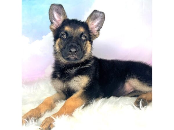 German Shepherd Dog DOG Female Black / Tan 2806 Petland Lancaster