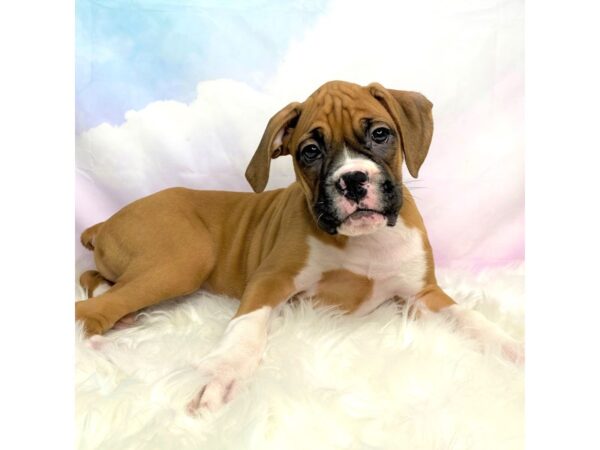 Boxer DOG Male Fawn / White 2804 Petland Lancaster, Ohio