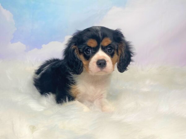 Cavalier King Charles Spaniel DOG Female blk tri 2813 Petland Lancaster, Ohio