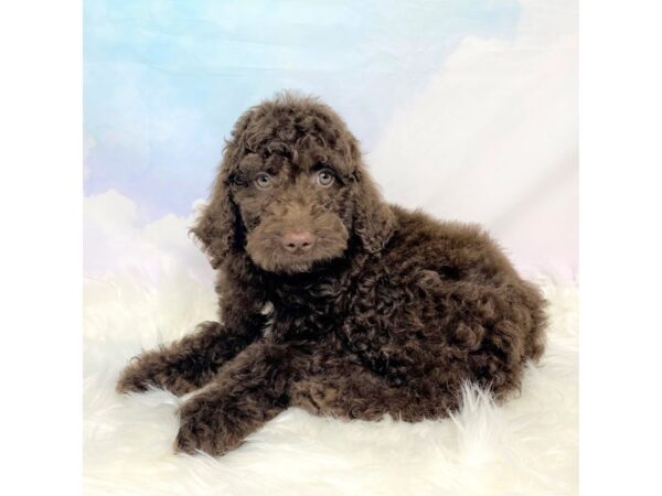 Mini Goldendoodle-DOG-Male-choc-2830-Petland Lancaster, Ohio