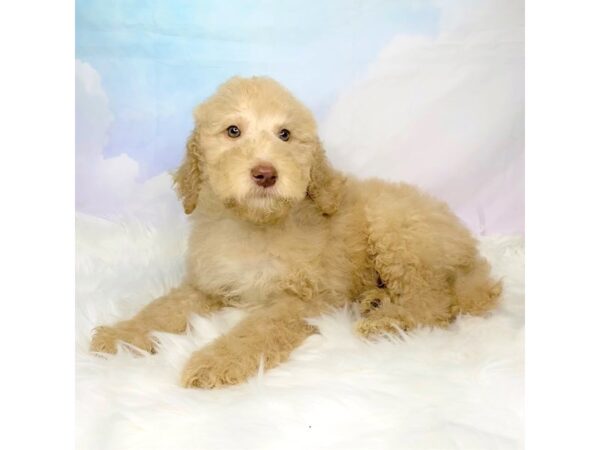 Mini Goldendoodle DOG Male cream 2829 Petland Lancaster, Ohio