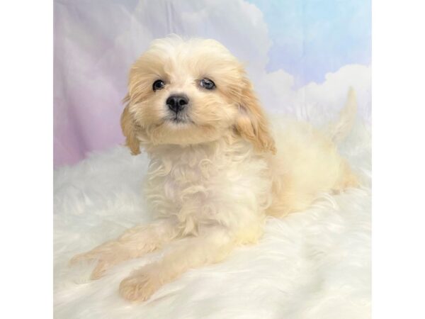 Cavapoo DOG Female White / Sable 2828 Petland Lancaster, Ohio