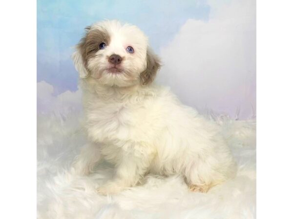 Aussidoodle DOG Male Chocolate / White 2827 Petland Lancaster, Ohio