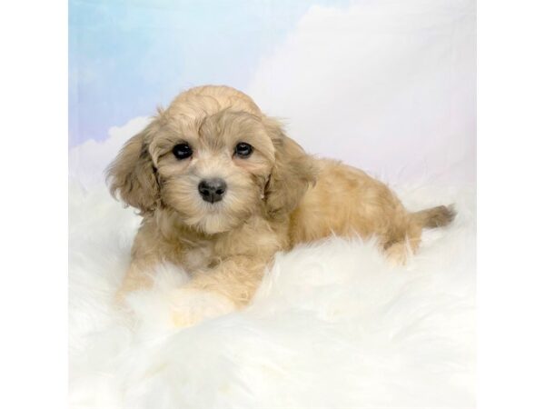 Havanese DOG Male brown 2826 Petland Lancaster, Ohio