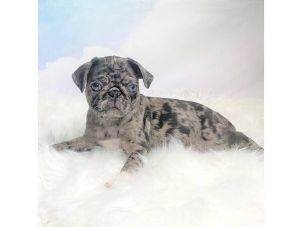 Pug DOG Female Blue Merle 2818 Petland Lancaster, Ohio