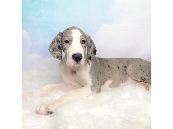 Great Dane DOG Male Blue Merle 2820 Petland Lancaster, Ohio