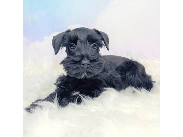 Miniature Schnauzer DOG Female Black 2824 Petland Lancaster, Ohio