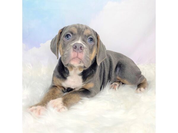 Olde English Bulldogge DOG Female Black Fawn / White 2825 Petland Lancaster, Ohio