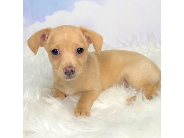 Chiweenie DOG Female Cream 2823 Petland Lancaster, Ohio