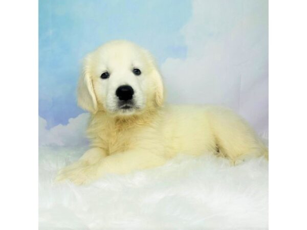 Golden Retriever-DOG-Male-Cream-2831-Petland Lancaster, Ohio