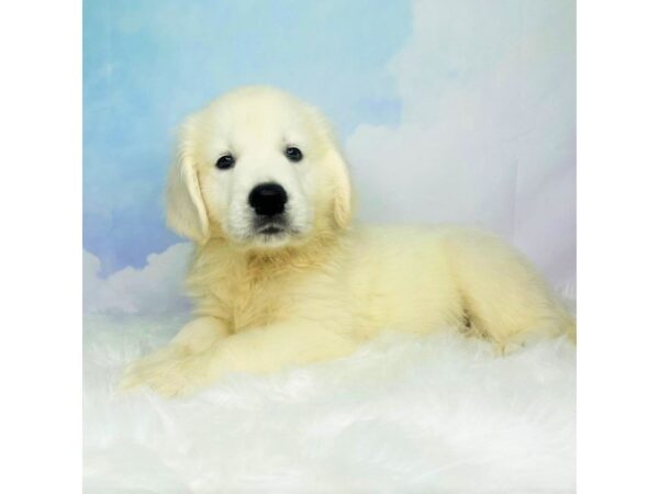 Golden Retriever DOG Male Cream 2831 Petland Lancaster, Ohio