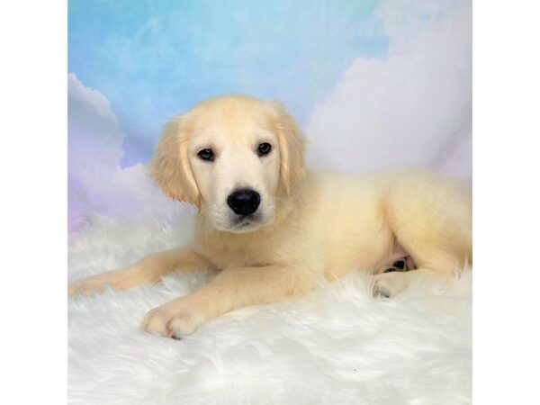 Golden Retriever DOG Male Light Golden 2794 Petland Lancaster, Ohio