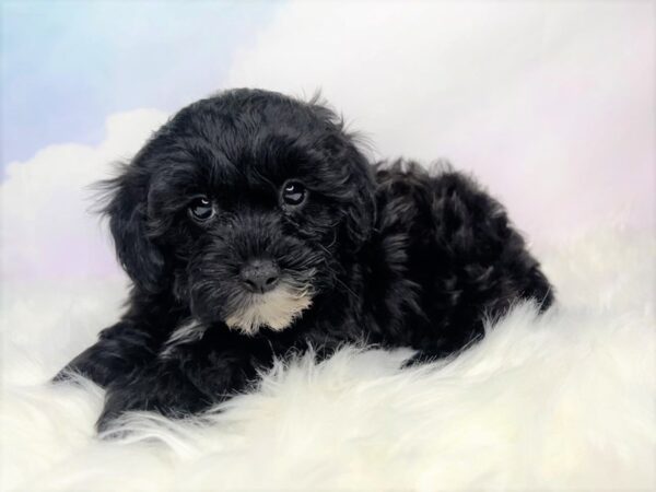 ShizaPoo DOG Male Black 2835 Petland Lancaster, Ohio