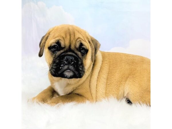 Mini Bulldog-DOG-Male-Fawn-2844-Petland Lancaster, Ohio