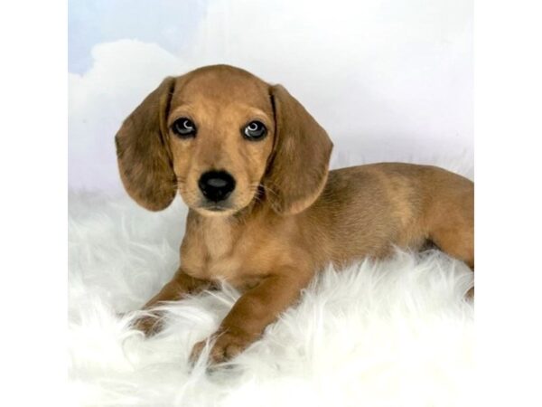 Dachshund DOG Female Red Dapple 2843 Petland Lancaster, Ohio