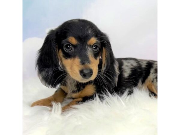 Dachshund DOG Female Blue Dapple 2842 Petland Lancaster, Ohio