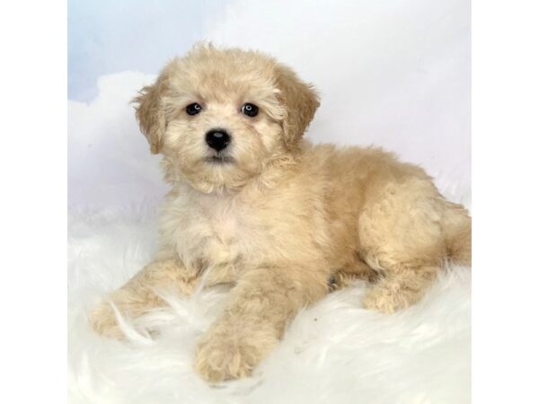 Bichapoo-DOG-Female-Buff-2841-Petland Lancaster, Ohio