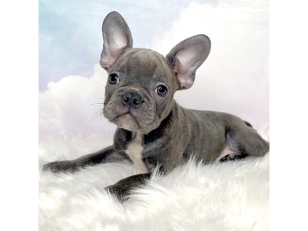 Frenchton DOG Male blue 2840 Petland Lancaster, Ohio