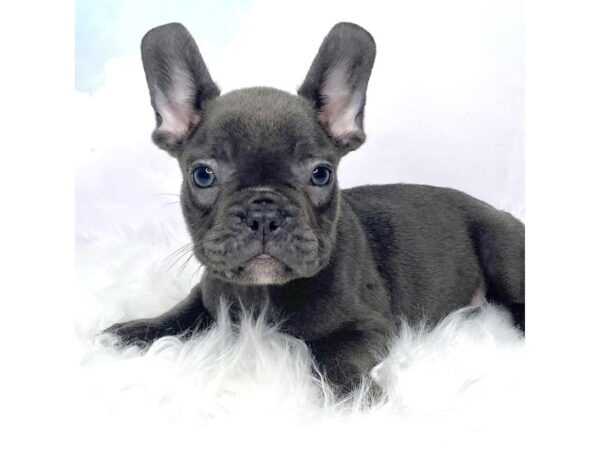 French Bulldog-DOG-Male-blue-2839-Petland Lancaster, Ohio