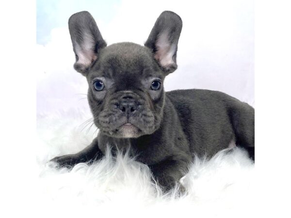 French Bulldog DOG Male blue 2839 Petland Lancaster, Ohio