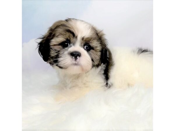 Shih Tzu DOG Male Brindle 2838 Petland Lancaster, Ohio