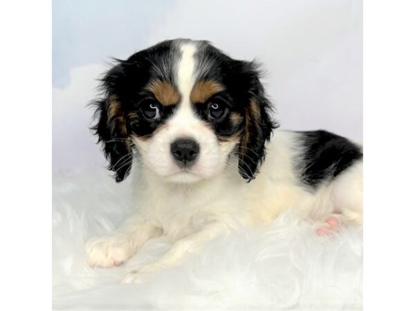 Cavalier King Charles Spaniel DOG Female Tri-Colored 2837 Petland Lancaster, Ohio