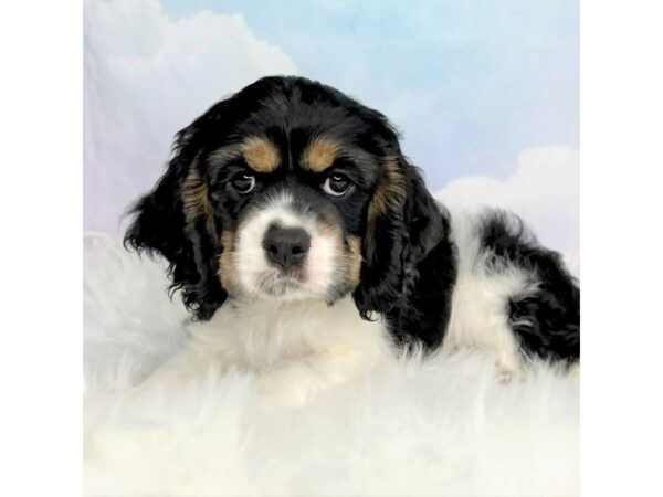 Cocker Spaniel DOG Male Tri-Colored 2836 Petland Lancaster, Ohio