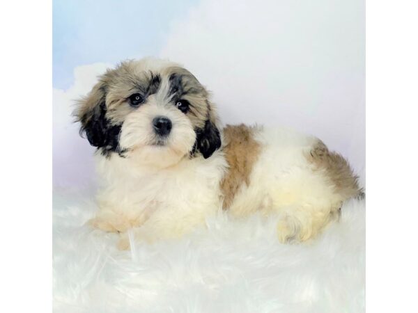 Teddy Bear DOG Female brown/white 2834 Petland Lancaster, Ohio