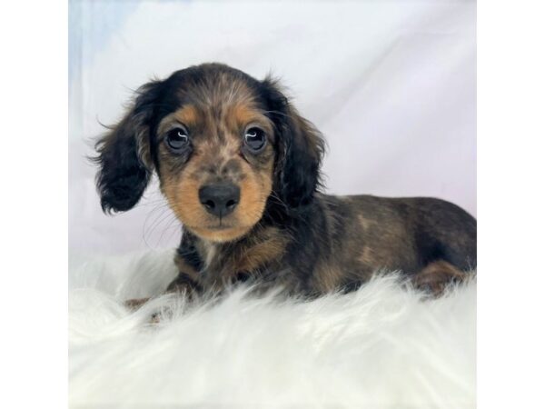 Dachshund DOG Male dapple 2852 Petland Lancaster, Ohio