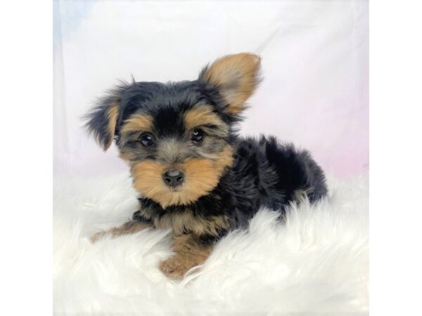 Yorkshire Terrier-DOG-Male-blk and tn-2845-Petland Lancaster, Ohio