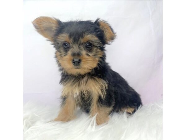 Yorkshire Terrier-DOG-Female-blk and tn-2846-Petland Lancaster, Ohio